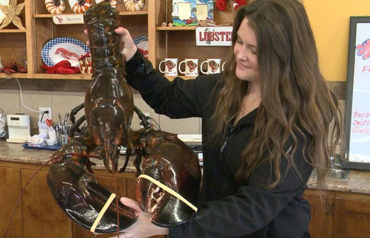 A 4 Foot-Long, 100-Year-Old Lobster Was Released Back To The Waters After A Kind Vegan Bought And Saved Him