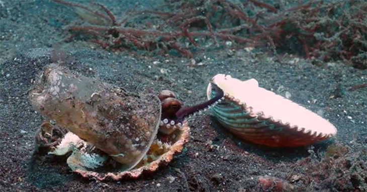 Divers In Indonesia Are Able To Find An Octopus A More Suitable Shell Home – Rather Than The Plastic Cup It Was Using