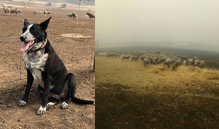 This 6-Year-Old Border Collie Herds And Saves Flock Of Sheep From Burning In Australia’s Bushfires