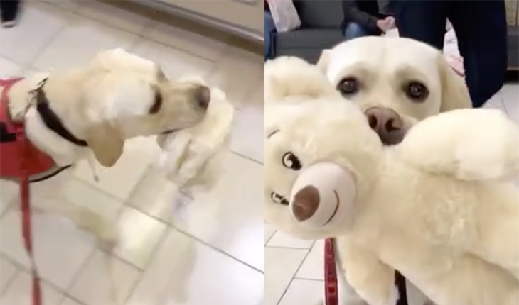 Nothing Can Get Any Cuter Than This Adorable Service Dog Going To Build-A-Bear And Leaving With His New Best Friend In Tow