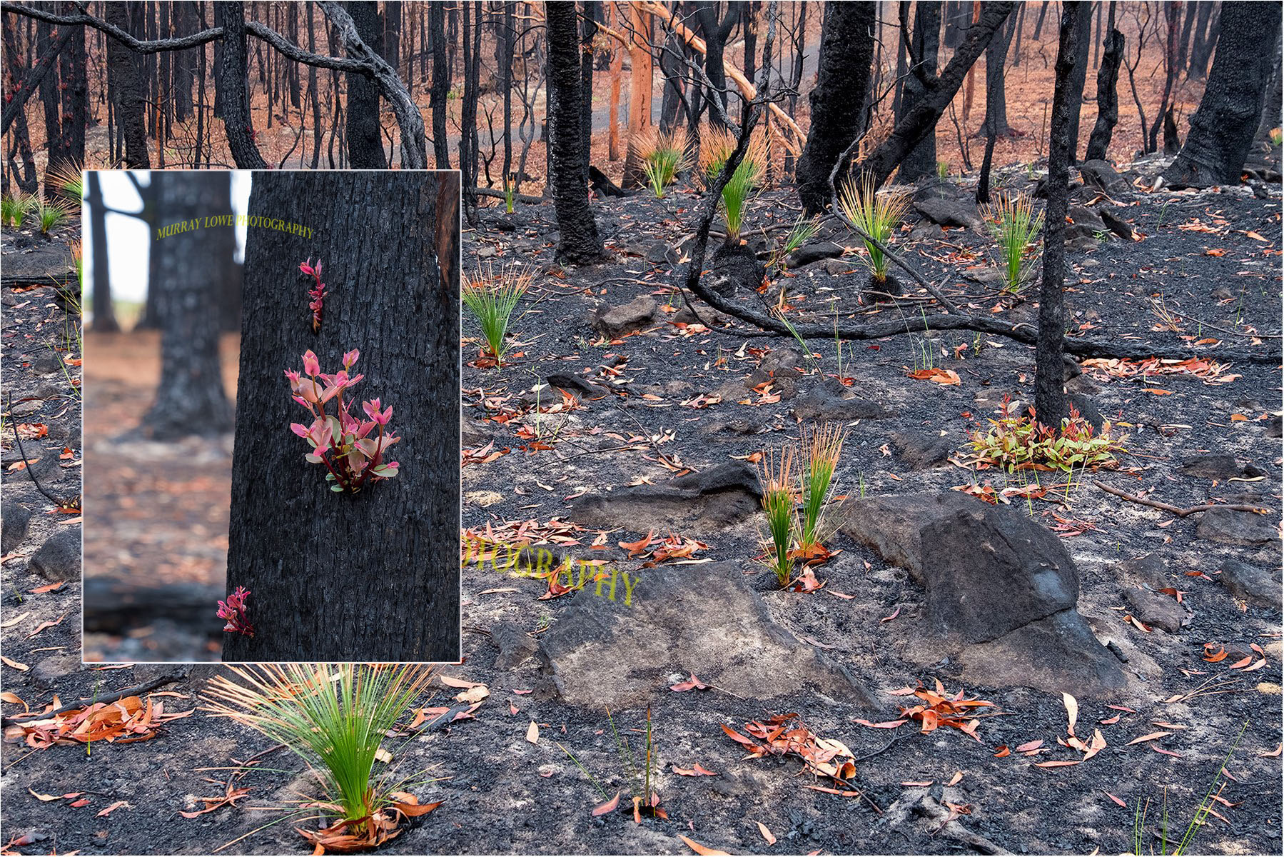Photographer Captures Incredible Photos Of Regrowing Plant Life After Australia’s Devastating Bushfire Crisis