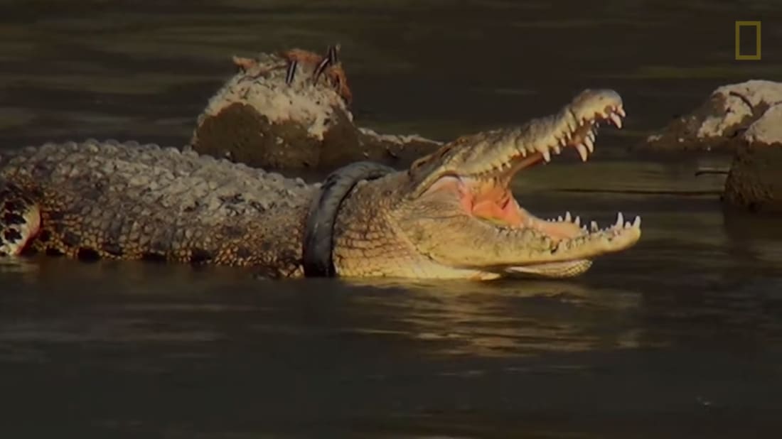 Indonesian Authorities Offer Reward To Whoever Can Get A Tire Off A Crocodile’s Neck