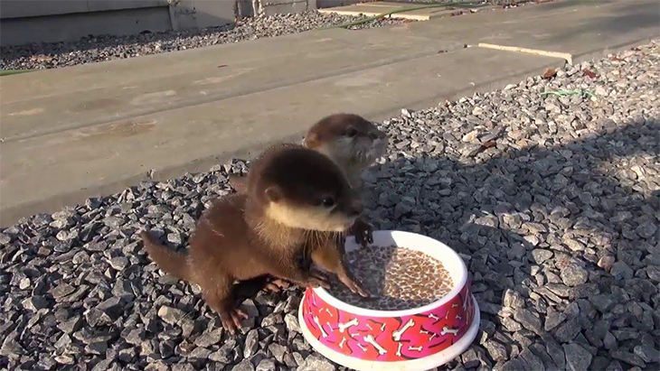 Two Precious Baby Otters Happily Enjoying Their Breakfast Is The Cutest Video You’ll Ever See