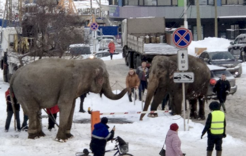 Circus Elephants In Russia Successfully Escape To Have Fun In The Snow