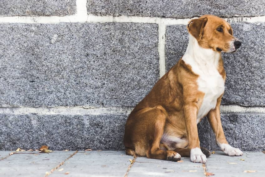 Holland Has Finally Combated Their Stray Dog Problem And Is Officially The First Country With Zero Homeless Pups