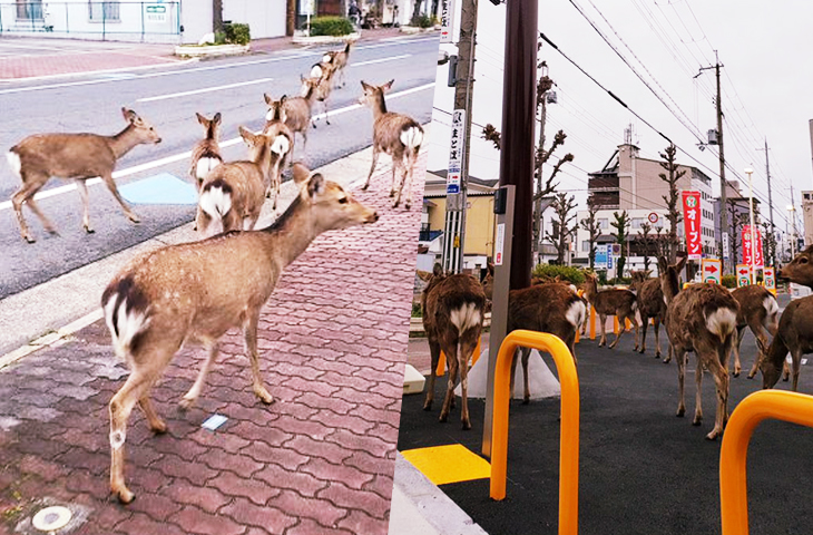 Animals Spotted Roaming The City Streets While The Humans Stay At Home