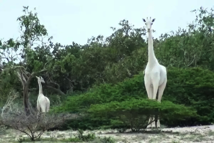 Illegal Poachers Have Killed Of Kenya’s Only Female White Giraffe And Her Calf, Leaving A Lone Surviving Male In The Whole World