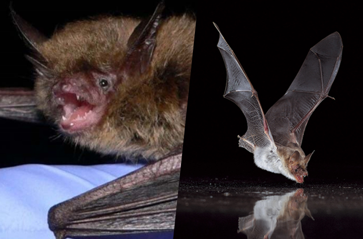 Terrified Citizens in Peru Attack Hundreds Of Bats In Their Caves With Lit Torches To Fight The Coronavirus Pandemic