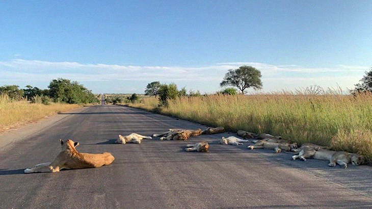 South Africans Are Forced To Quarantine, While Lions Sunbathe And Nap On Public Roads