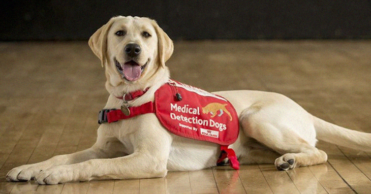 There Is A New Project To Have Medical Detection Dogs Assist In The Shortage Of Coronavirus Testing
