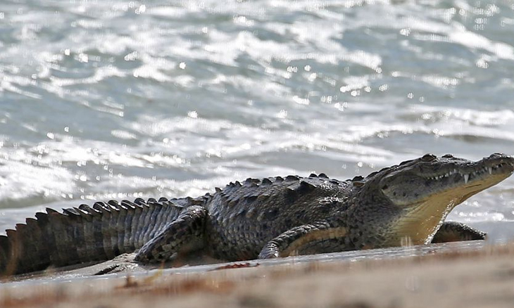 Mexico Beach Keeps Tourists Away, Crocodiles Come Over To Play
