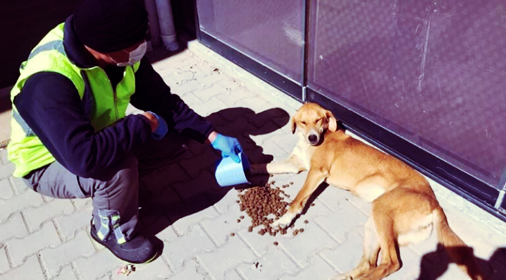 Officials In Turkey Make Sure Shelter And Stray Animals Get Food And Water In Spite Of Lockdown