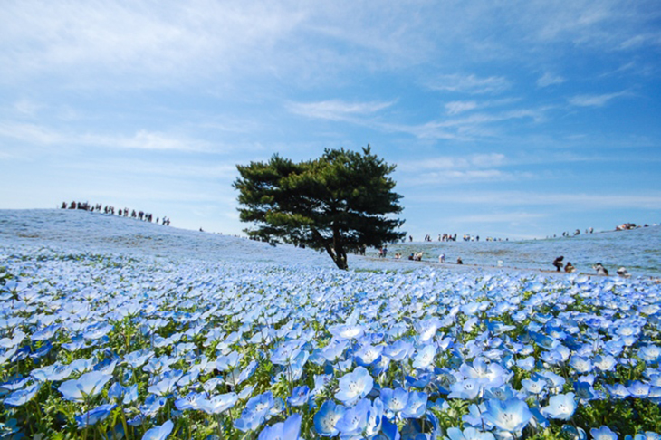 4.5 Million Baby Blue Eyes Blanket Acres Of A Japanese Park In An Endless Sea Of Flowers