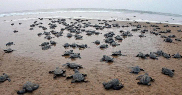 Thanks To The Coronavirus Lockdown In India, Endangered Olive Ridley Turtles Laid Sixty Million Eggs This Year