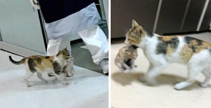 Mother Cat Brings Her Sick Offspring By The Mouth To The Emergency Room And Hospital Staff Immediately Help Them