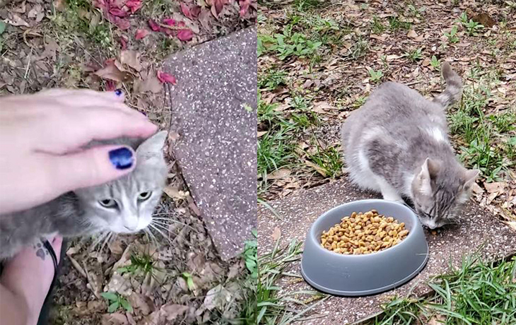 Woman Who Feeds Stray Mommy Cat Was Led To Meet Her Babies After Gaining Her New Furry Friend’s Trust