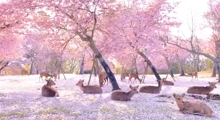 Adorable Deer in an Empty Nara Park, Japan Enjoy the Cherry Blossoms All to Themselves