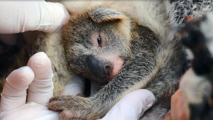 Baby Koala Born Inside Australian Wildlife Park Has Given The Country Hope After Devastating Bushfires Almost Wiped Out Their Population
