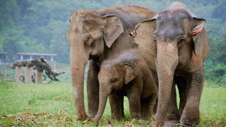 Long-Endangered Elephants Now Free To Roam Thai National Park
