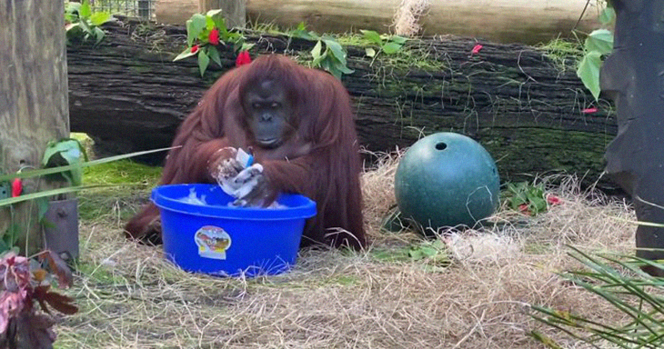 The Amazing Moment When A 34-Year Old Orangutan Learns To Wash Her Hands Caught By The Sanctuary