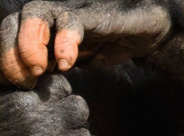 A Gorilla That Lacks Pigmentation On Her Fingers Surprised Many With Her Shocking Resemblance To Human Hands