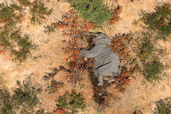 The Shocking And Mysterious Deaths Of Hundreds Of Elephants In Botswana Puzzle The Scientists