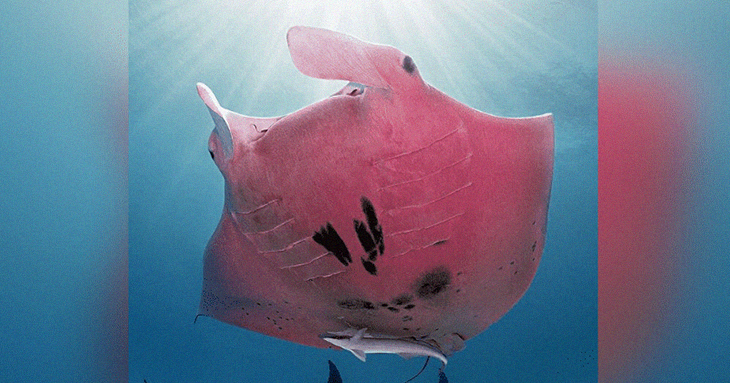 Sighting of Rare Pink Manta Ray Caught on Film In The Great Barrier Reef