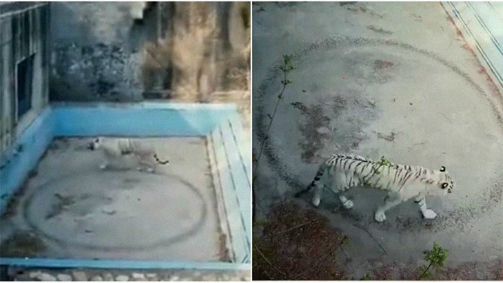 Heart-Wrenching Video Of Tiger Becomes Viral As It’s Seen Caged And Walking Around Endlessly In Tiny Circles