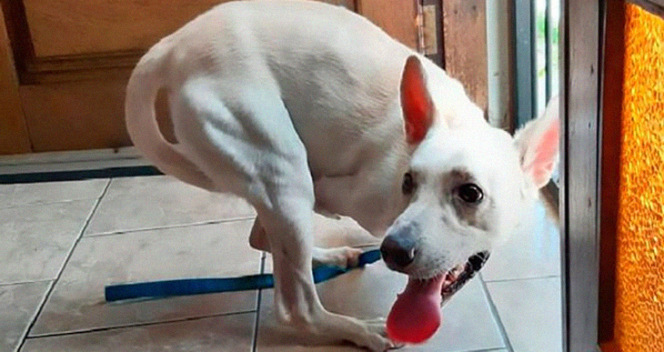 Three-Legged Dog Abandoned Twice By His Cruel Owners Finally Finds His Happily Ever After In A New Home