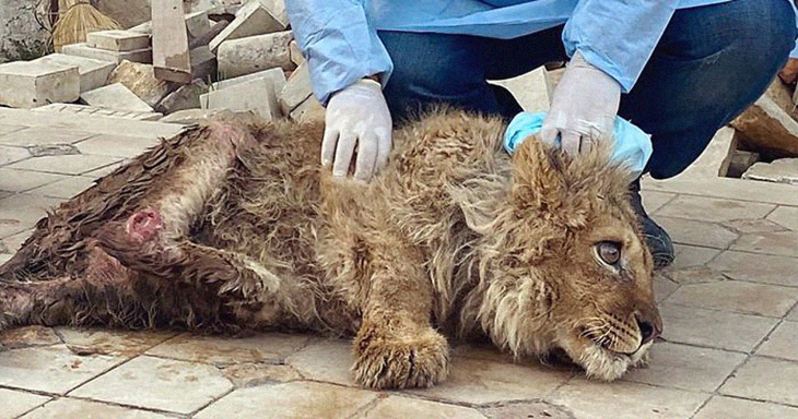 Rescuers Save Abused Baby Lion From People Who Wanted To Earn Money From Tourists