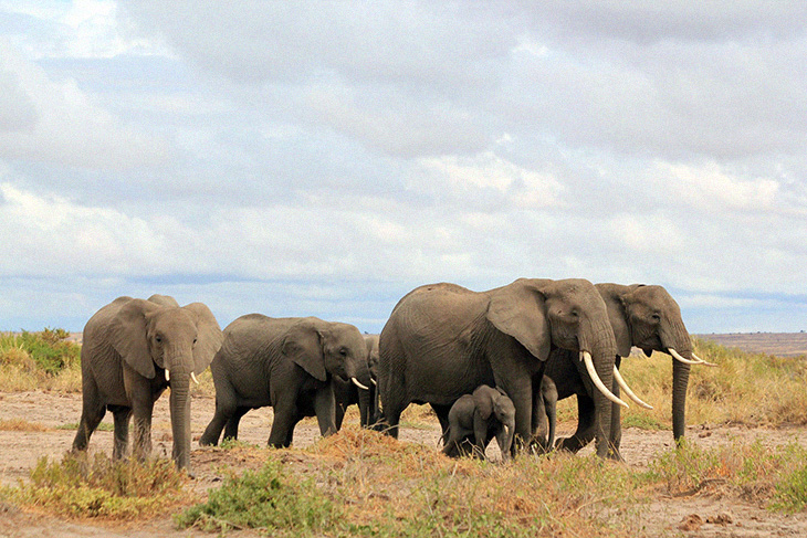 Kenya’s Elephant Population Has Impressively Doubled Over The Last Three Decades