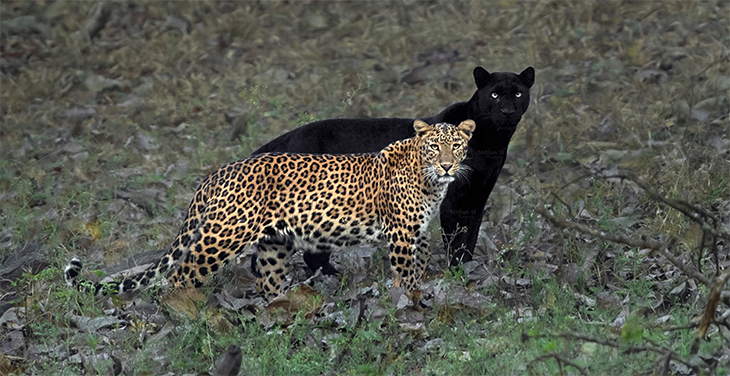The Leopard and Black Panther “Shadow” Shot Happened at the Perfect Moment After Photographer Waits for Days