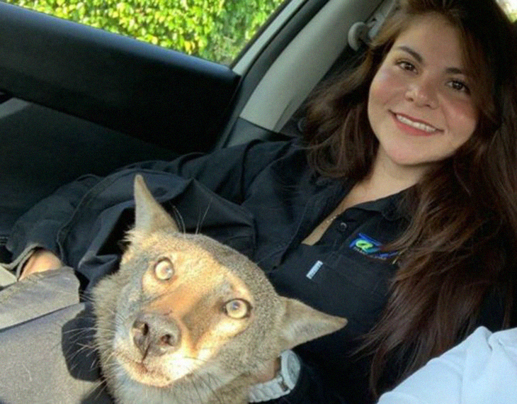 Woman Accidentally Rescues A Wild Coyote And Thought It Was A Wounded Dog