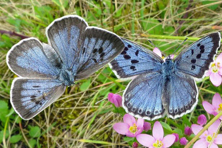 After 150 Years Of Extinction, Large Blue Butterfly Has Been Revived And Is Being Reintroduced Into The Wild