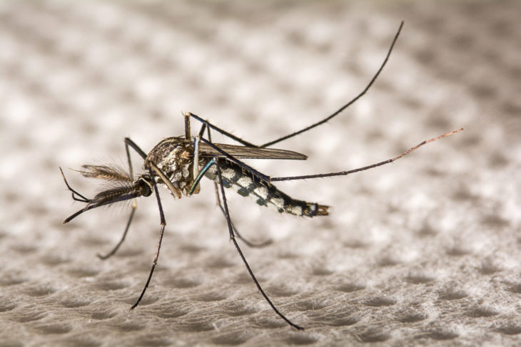 Scientists Plan To Release Genetically Modified Mosquitos In Florida And Texas