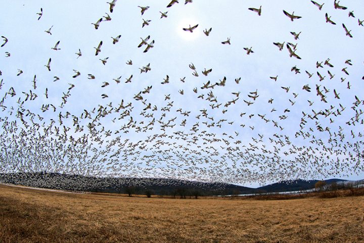 Presumably Hundreds Of Thousands Of Migratory Birds Are Mysteriously Perishing Across New Mexico