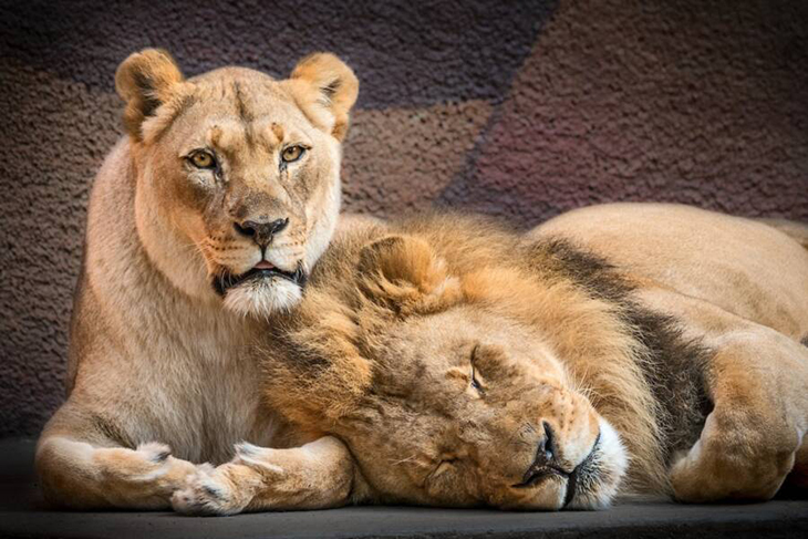 21-Year-Old Lion Lovers In The L.A. Zoo Were Put To Sleep Together So They Wouldn’t Be Without The Other