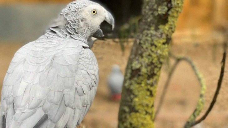 Parrots That “Cursed” Visitors Were Eventually Removed From A Zoo