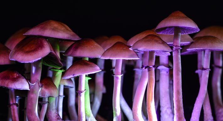 Psychedelic Mushrooms Could Be The Solution To Eradicating Anti-Depressant Medication In The Next Five Years