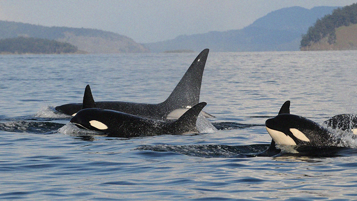 Usually Peaceful Orcas Have Been Aggressively Attacking Boats In The Gibraltar Strait All Summer