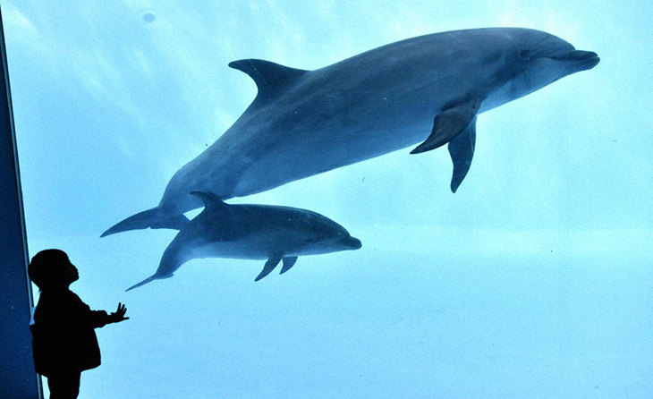 Animal Captivity for Theme Parks and Aquariums May Soon End With Realistic Robotic Dolphins Replacing Live Ones