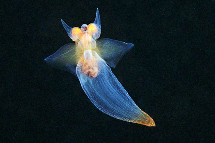 Marine Biologist Shares Photos Of Ethereal And Magical Deep-Sea Creature Called The ‘Sea Angel’ Found In The White Sea