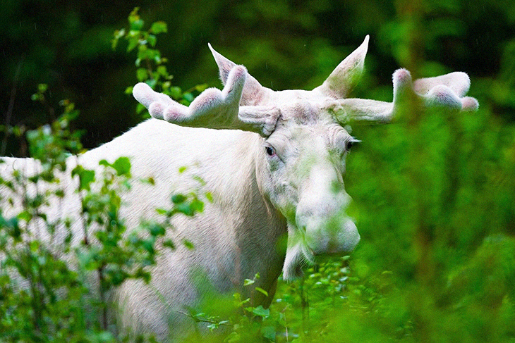 Poachers Kill “Sacred” White Moose In Canada,  Angering  An Indigenous Community