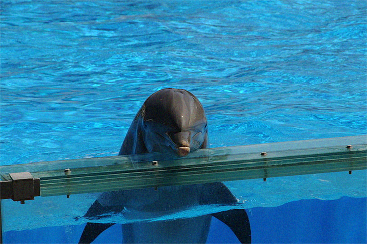 Canada Has Banned Dolphin And Whale Captivity Officially