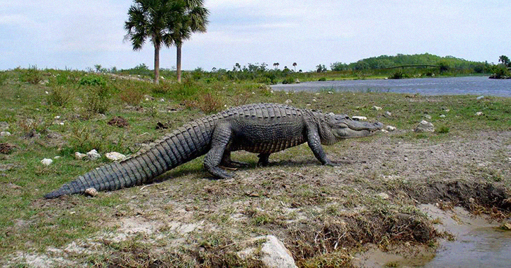A Monster-Sized Alligator Is Seen Journeying Through A Florida Golf Course