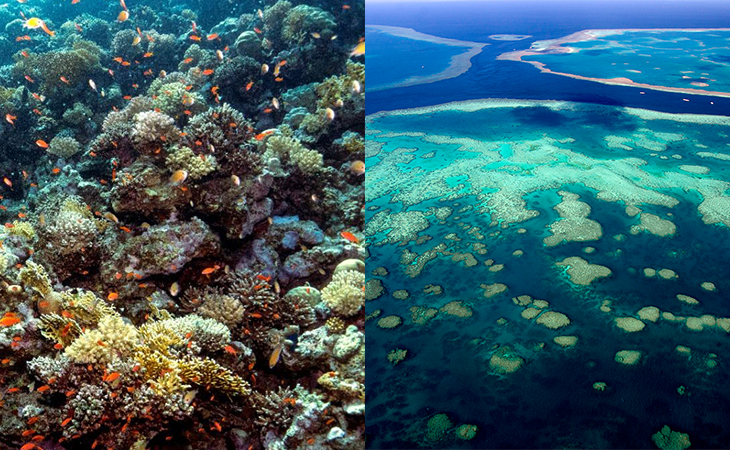 An Accidental Discovery Finds a Skyscraper-Sized Coral Reef on Great Barrier Reef