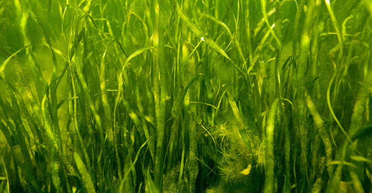 World’s Biggest Seagrass Restoration Project Gives New Hope To The World’s Climate Change Crisis