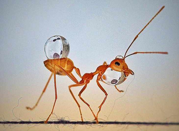 Woman Proves To The World That She Can Take Award Winning Photos Of Ants Just With A Smartphone