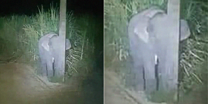 Adorable Baby Elephant Hides Behind Thin Pole After Getting Caught Eating Sugarcane