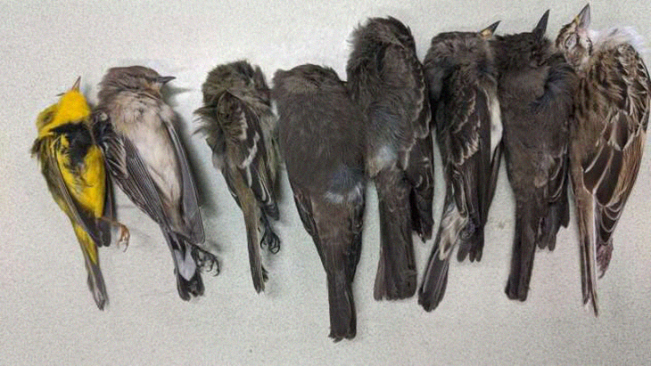 Multitudes of Birds in U.S. Southwest Fall to Their Deaths Due To Extensive Starvation